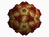 Canine Parvovirus Protein Type 2 Capsid, Single Stranded DNA Genome Inside Capsid is Not Visible Photographic Print by Jean-Yves Sgro