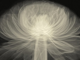 X-Ray of a Ranunculus Flower Photographic Print by George Taylor