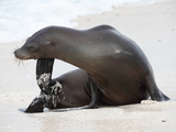 Galapagos Sea Lion (Zalophus Wollebacki), Galapagos Islands Fotoprint van Richard Roscoe Galapagos Sea Lion (Zalophus Wollebacki), Galapagos Islands Fotoprint van Richard Roscoe