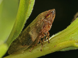 Leafhopper, Order Hemiptera, Family Cicadellidae, New Hampshire, USA Photographic Print by David Wrobel