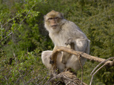 Barbary Macaque (Macaca Sylvanus), Captive Photographic Print by Dave Watts