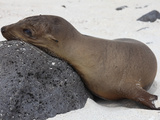 Galapagos Sea Lion (Zalophus Wollebaeki), Galapagos Islands Fotoprint van Richard Roscoe Galapagos Sea Lion (Zalophus Wollebaeki), Galapagos Islands Fotoprint van Richard Roscoe