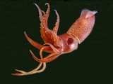 Bioluminescent Cock-Eye Squid (Histioteuthis Heteropsis) Photographic Print by David Wrobel