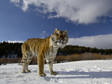 Siberian Tiger (Panthera Tigris Altaica) Standing in a Snowy Field, Captive Photographic Print by Dave Watts