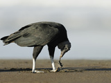 Black Vulture Feeding on an Olive Ridley Sea Turtle Hatchling Photographie par Solvin Zankl