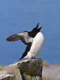 Razorbill (Alca Torda) Stretching and Yawning, Machias Seal Island Photographie par Gustav Verderber