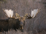 Bull Moose in Late Autumn, Post-Rut (Alces Alces), Denali National Park, Alaska, USA Photographic Print by Tom Walker