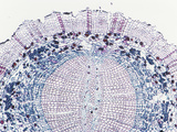 Cross-Section of a Maidenhair Tree Root (Ginkgo Biloba), LM X10 Photographic Print by  Biodisc