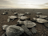 An Olive Ridley Sea Turtle Hatchling (Lepidochelys Olivacea) on its Way to the Sea Photographic Print by Solvin Zankl