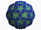 Norovirus (Formerly Norwalk Virus) Virus Capsid Photographic Print by Jean-Yves Sgro