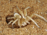 Wheel Spider at the Entrance to its Burrow in a Sand Dune (Carparachne Aureoflava) Namib Desert Photographic Print by Solvin Zankl