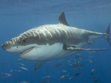 Great White Shark (Carcharodon Carcharias), Pacific Ocean Photographic Print by Andy Murch