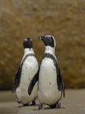 The African Penguin (Spheniscus Demersus), South Africa Photographic Print by Solvin Zankl