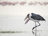 Marabou Stork (Leptoptilos Crumeniferus), Kenya, Africa Photographic Print by Arthur Morris