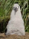Black-Browed Albatross Chick in the Nest (Diomedea Melanophris), Falkland Islands Photographic Print by Solvin Zankl