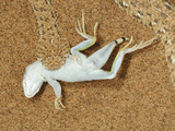 Peringueys Sidewinding Adder with Lizard Prey (Bitis Peringueyi), Namib Desert, Namibia Photographic Print by Solvin Zankl