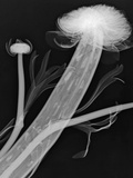X-Ray of Male Tillandsia Flowers Photographic Print by George Taylor
