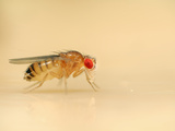 Wild Type Fruit Fly (Drosophila Melanogaster) Lab Culture Photographic Print by Solvin Zankl