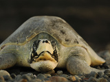 In Contrast to the More Flat-Curved Carapace of the Kemp's Ridle Photographic Print by Solvin Zankl
