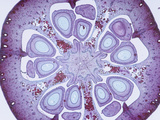 Cross-Section of Cotton Fruit (Gossypium), LM X4 Photographic Print by  Biodisc
