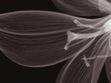 X-Ray of a Tiger Lily Flower Photographic Print by George Taylor
