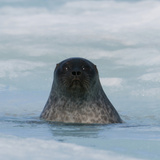 Ringed Seal Pup (Phoca Hispida) About 2 Months Old Photographic Print by Louise Murray