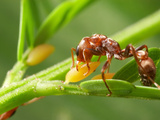 In Exchange for Protection, Swollen Thorn Acacia Trees Provide Ants with Food and Shelter Photographic Print by Alex Wild
