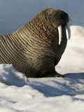 Walrus (Odobenus Rosmarus) Resting on Ice Photographic Print by Louise Murray