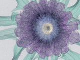 X-Ray of a Flower Photographic Print by George Taylor