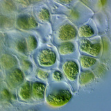 Coleochaete Is Green Algae That Grows Disk-Like Colony That Is Epiphytic on Waterplants Photographic Print by Peter Siver