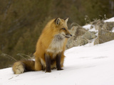Red Fox (Vulpes Vulpes) Sitting on Snow, USA Photographic Print by Dave Watts