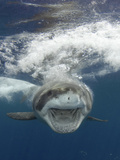 Great White Shark (Carcharodon Carcharias), Guadalupe Island, Mexico, Eastern Pacific Ocean Photographic Print by Andy Murch