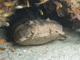 Northern Wobbegong (Orectolobus Wardi), Exmouth, Western Australia, Indian Ocean Photographic Print by Andy Murch