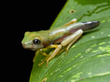 Young Lemur Leaf Frog (Hylomantis Lemur), Costa Rica Photographic Print by Michael & Sharon Williams