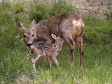 Roe Deer (Capriolus Capriolus) Mother and Young, England Photographic Print by Dave Watts