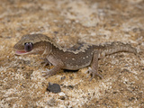 Eastern Stone Gecko (Diplodactylus Vittatus) Licking Eyeball, Wimmera Mallee, Western Victoria Photographic Print by Michael & Sharon Williams