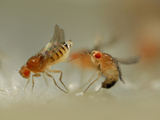 Mating Behavior of Fruit Flies (Drosophila Melanogaster) Showing Female Rejecting a Male Photographic Print by Solvin Zankl
