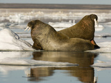 Walruses (Odobenus Rosmarus) Resting on Ice Floe Impressão fotográfica por Louise Murray