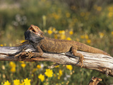 Bearded Dragon (Pogona Vitticeps), Queensland, Australia Photographic Print by Dave Watts