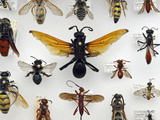 Wasp Collection Photographic Print by Alex Wild