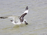 Swallow-Tailed Gull with Fish Prey (Creagrus Furcatus), Darwin Bay, Galapagos Islands Photographic Print by Arthur Morris
