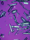 Polarized View of Vitamin D3 Crystals, LM X25 Photographic Print by Arthur Siegelman