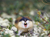 Norway Lemming (Lemmus Lemmus) Sweden Photographic Print by Solvin Zankl