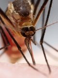 Eastern Treehole Mosquito (Aedes Triseriatus) Takes a Blood Meal Photographic Print by Alex Wild