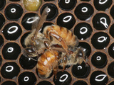 Queens Honey Bees Fighting Photographic Print by Eric Tourneret