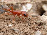 Ant (Pseudomyrmex Denticollis), a Soil-Nesting Species, Santiago De Estero, Argentina Photographic Print by Alex Wild