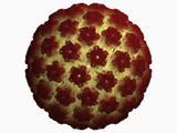 Human Papilloma Virus Capsid Photographic Print by Jean-Yves Sgro