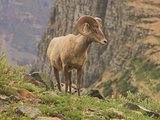 Bighorn Ram, Glacier National Park, Montana, USA Photographic Print by Geoffrey Schmid