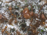 Leafcutter Ant Queen and Workers (Atta Cephalotes) in the Nest Fungus Garden Photographic Print by Alex Wild