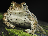 The Natterjack Toad (Epidalecalamita, Formerly Bufo Calamita) Photographic Print by Solvin Zankl
